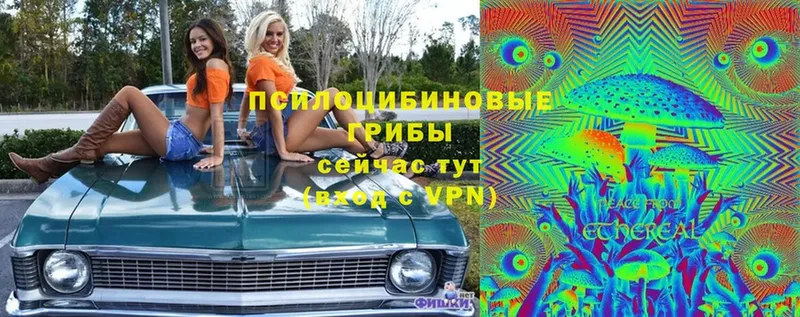 Псилоцибиновые грибы Magic Shrooms  Туринск 